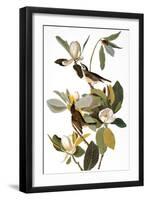 Audubon: Vireo-John James Audubon-Framed Giclee Print