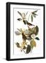 Audubon: Vireo-John James Audubon-Framed Giclee Print