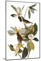 Audubon: Vireo-John James Audubon-Mounted Giclee Print