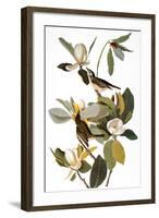 Audubon: Vireo-John James Audubon-Framed Giclee Print