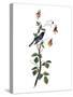 Audubon: Warbler, 1827-38-John James Audubon-Stretched Canvas