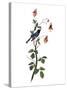 Audubon: Warbler, 1827-38-John James Audubon-Stretched Canvas