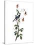 Audubon: Warbler, 1827-38-John James Audubon-Stretched Canvas