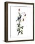 Audubon: Warbler, 1827-38-John James Audubon-Framed Giclee Print