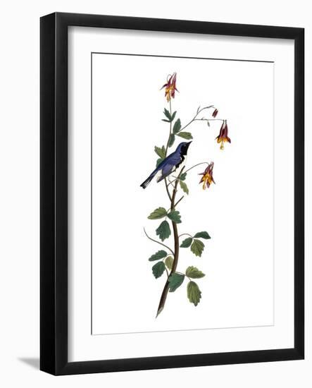 Audubon: Warbler, 1827-38-John James Audubon-Framed Giclee Print