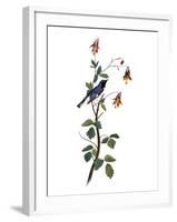 Audubon: Warbler, 1827-38-John James Audubon-Framed Giclee Print