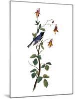 Audubon: Warbler, 1827-38-John James Audubon-Mounted Giclee Print