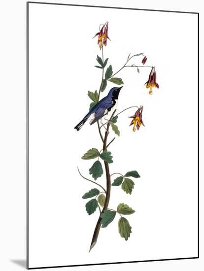 Audubon: Warbler, 1827-38-John James Audubon-Mounted Giclee Print