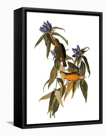 Audubon: Warbler, 1827-38-John James Audubon-Framed Stretched Canvas