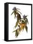 Audubon: Warbler, 1827-38-John James Audubon-Framed Stretched Canvas