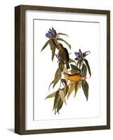 Audubon: Warbler, 1827-38-John James Audubon-Framed Giclee Print