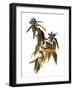 Audubon: Warbler, 1827-38-John James Audubon-Framed Giclee Print