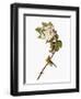 Audubon: Warbler, 1827-38-John James Audubon-Framed Premium Giclee Print