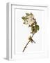 Audubon: Warbler, 1827-38-John James Audubon-Framed Giclee Print