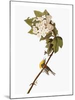 Audubon: Warbler, 1827-38-John James Audubon-Mounted Giclee Print