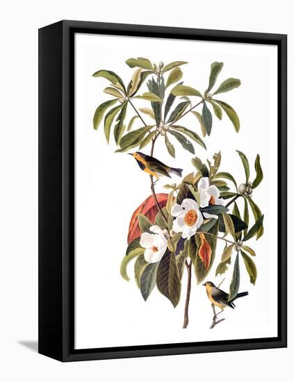 Audubon: Warbler, 1827-38-John James Audubon-Framed Stretched Canvas