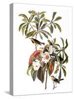 Audubon: Warbler, 1827-38-John James Audubon-Stretched Canvas