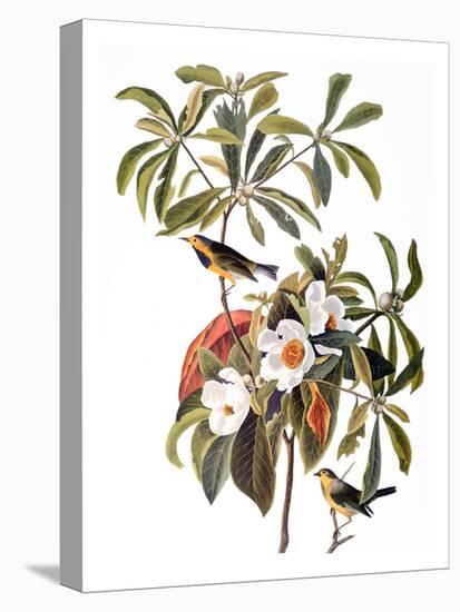 Audubon: Warbler, 1827-38-John James Audubon-Stretched Canvas