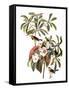 Audubon: Warbler, 1827-38-John James Audubon-Framed Stretched Canvas