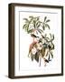 Audubon: Warbler, 1827-38-John James Audubon-Framed Giclee Print