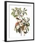 Audubon: Warbler, 1827-38-John James Audubon-Framed Giclee Print