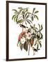 Audubon: Warbler, 1827-38-John James Audubon-Framed Giclee Print