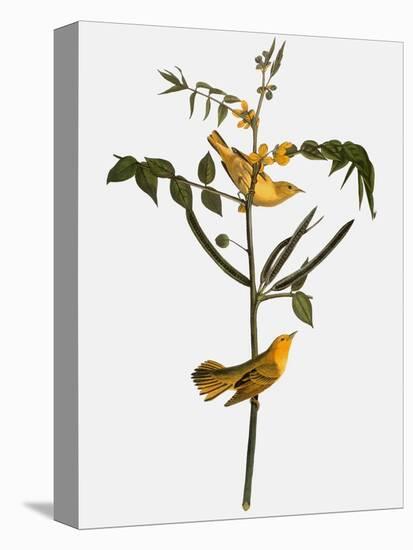 Audubon: Warbler, 1827-38-John James Audubon-Stretched Canvas