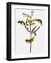 Audubon: Warbler, 1827-38-John James Audubon-Framed Giclee Print