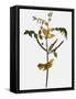 Audubon: Warbler, 1827-38-John James Audubon-Framed Stretched Canvas