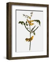 Audubon: Warbler, 1827-38-John James Audubon-Framed Giclee Print