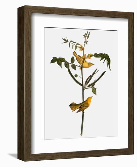 Audubon: Warbler, 1827-38-John James Audubon-Framed Giclee Print