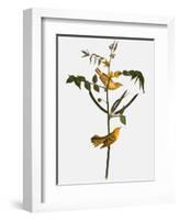 Audubon: Warbler, 1827-38-John James Audubon-Framed Giclee Print