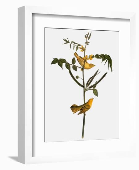 Audubon: Warbler, 1827-38-John James Audubon-Framed Giclee Print