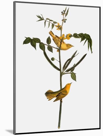 Audubon: Warbler, 1827-38-John James Audubon-Mounted Giclee Print