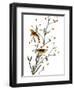 Audubon: Warbler, 1827-38-John James Audubon-Framed Giclee Print