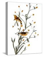 Audubon: Warbler, 1827-38-John James Audubon-Stretched Canvas