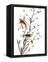 Audubon: Warbler, 1827-38-John James Audubon-Framed Stretched Canvas