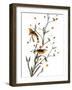 Audubon: Warbler, 1827-38-John James Audubon-Framed Giclee Print