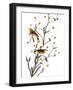 Audubon: Warbler, 1827-38-John James Audubon-Framed Giclee Print