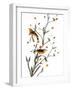 Audubon: Warbler, 1827-38-John James Audubon-Framed Giclee Print