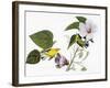 Audubon: Warbler, 1827-38-John James Audubon-Framed Giclee Print