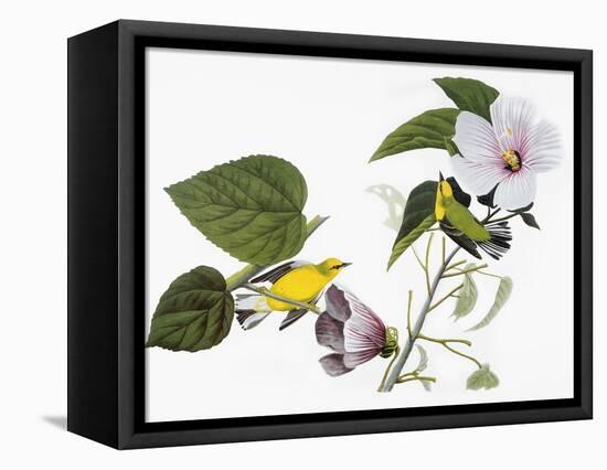 Audubon: Warbler, 1827-38-John James Audubon-Framed Stretched Canvas