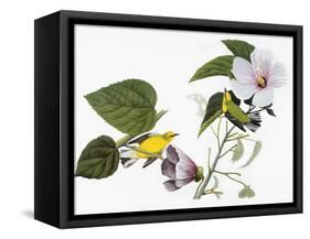 Audubon: Warbler, 1827-38-John James Audubon-Framed Stretched Canvas