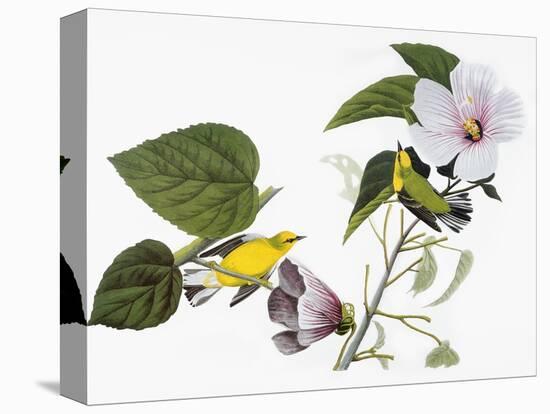 Audubon: Warbler, 1827-38-John James Audubon-Stretched Canvas