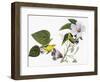 Audubon: Warbler, 1827-38-John James Audubon-Framed Giclee Print