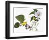 Audubon: Warbler, 1827-38-John James Audubon-Framed Giclee Print