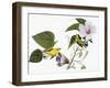 Audubon: Warbler, 1827-38-John James Audubon-Framed Giclee Print