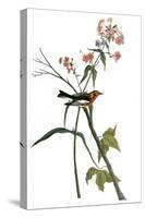 Audubon: Warbler, 1827-38-John James Audubon-Stretched Canvas