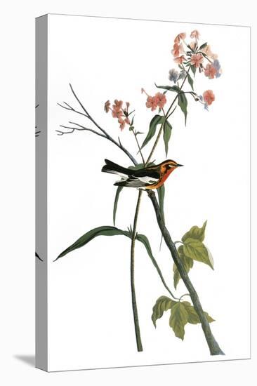 Audubon: Warbler, 1827-38-John James Audubon-Stretched Canvas