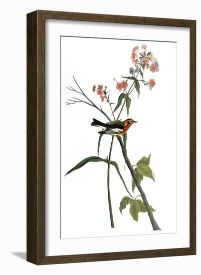 Audubon: Warbler, 1827-38-John James Audubon-Framed Giclee Print